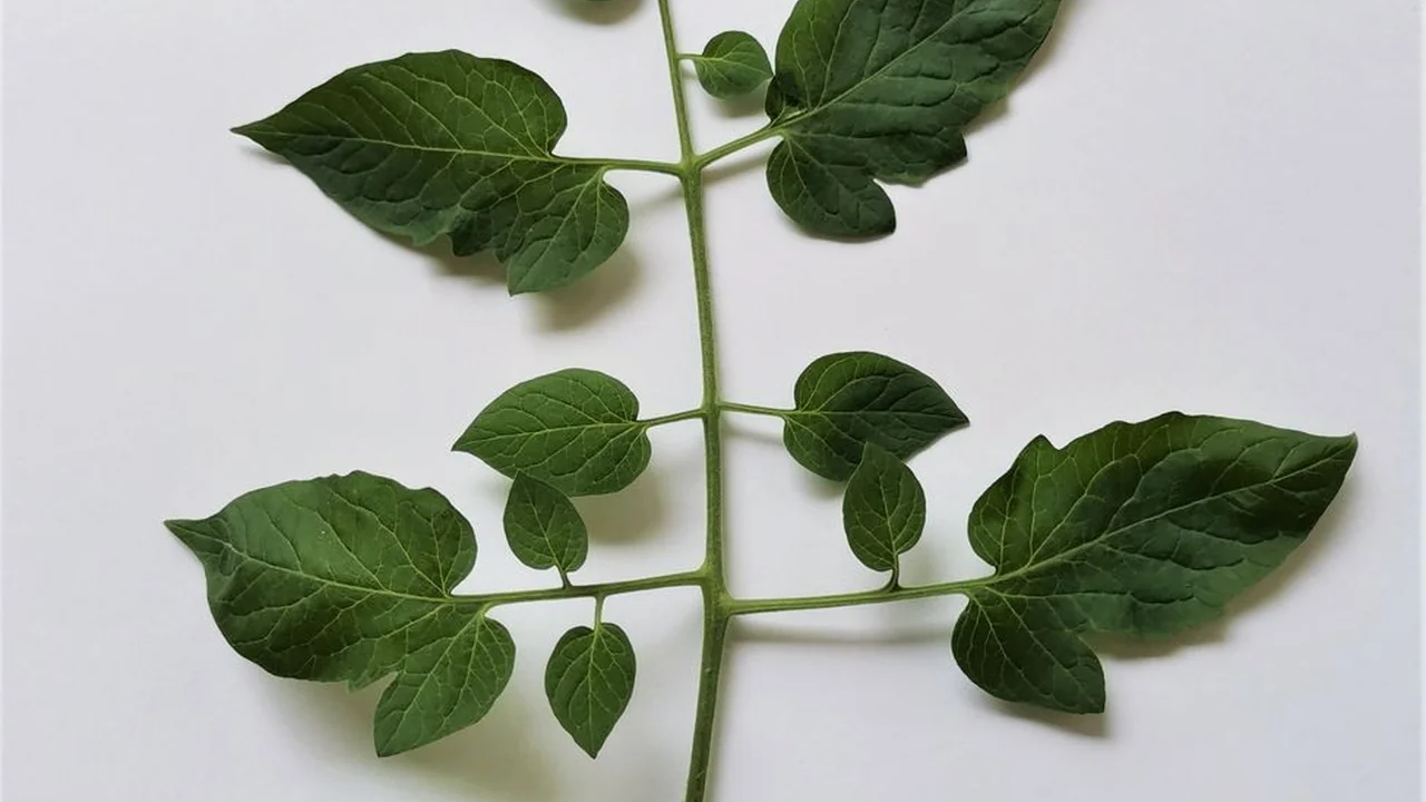 亲吻刺激战场视频大全免费探索精彩游戏内容的最佳平台